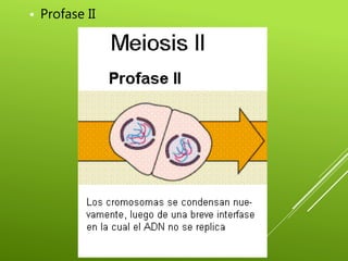 Meiosis | PPT