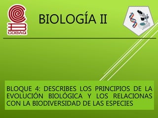 BIOLOGÍA II
BLOQUE 4: DESCRIBES LOS PRINCIPIOS DE LA
EVOLUCIÓN BIOLÓGICA Y LOS RELACIONAS
CON LA BIODIVERSIDAD DE LAS ESPECIES
 