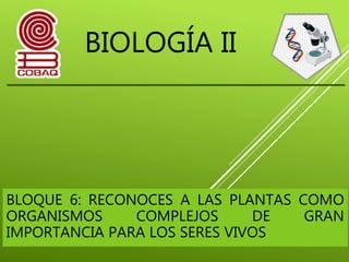 BIOLOGÍA II
BLOQUE 6: RECONOCES A LAS PLANTAS COMO
ORGANISMOS COMPLEJOS DE GRAN
IMPORTANCIA PARA LOS SERES VIVOS
 