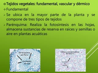 Tejidos vegetales: fundamental, vascular y dérmico
Fundamental
 Se ubica en la mayor parte de la planta y se
compone de tres tipos de tejidos
 Parénquima: Realiza la fotosíntesis en las hojas,
almacena sustancias de reserva en raíces y semillas o
aire en plantas acuáticas
 