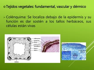 Tejidos vegetales: fundamental, vascular y dérmico
 Colénquima: Se localiza debajo de la epidermis y su
función es dar sostén a los tallos herbáceos, sus
células están vivas
 