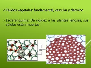 Tejidos vegetales: fundamental, vascular y dérmico
 Esclerénquima: Da rigidez a las plantas leñosas, sus
células están muertas
 