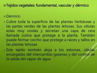 Tejidos vegetales: fundamental, vascular y dérmico
Dérmico
 Cubre toda la superficie de las plantas herbáceas y
las partes verdes de las plantas leñosas. Sus células
estas muy unidas y secretan una capa de cera
llamada cutina que protege a la planta. También
puede formar corcho que protege a raíces y tallos en
las plantas leñosas
 Este tejido también aloja a los estomas, células
encargadas del intercambio gaseoso y del control de
la salida del vapor de agua
 