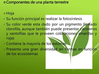Componentes de una planta terrestre
Hoja
 Su función principal es realizar la fotosíntesis
 Su color verde esta dado por un pigmento llamado
clorofila, aunque también puede presentar carotenos
y xantofilas que le proveen coloraciones amarillas y
rojas
 Contiene la mayoría de los estomas
 Presenta una gran diversidad en formas en función
de los ecosistemas
 