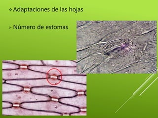 Adaptaciones de las hojas
 Número de estomas
 