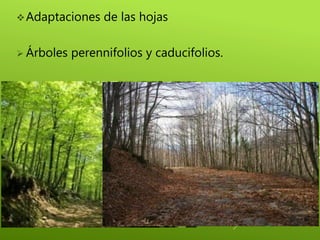 Adaptaciones de las hojas
 Árboles perennifolios y caducifolios.
 