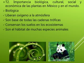 T2. Importancia biológica, cultural, social y
económica de las plantas en México y en el mundo.
 Biológica
 Liberan oxígeno a la atmósfera
 Son base de todas las cadenas tróficas
 Conservan los suelos en los ecosistemas
 Son el hábitat de muchas especies animales
 