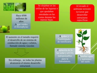 Hace 4500
millones de
años
Algas verdes
(Chlorophyta)
Se alojaban en las
orillas de las lagunas o
que quedaban
enredadas en las
costas durante las
mareas bajas.
Al invadir el
ambiente terrestre
tuvieron que
desarrollar
estructuras
específicas
Absorber agua
y nutrientes
del suelo.
Captación de la
luz solar y el CO2,
indispensables
para la
fotosíntesis.
Rigidez y
Posibilidades
de ramificarse
El aumento en el tamaño requirió
el desarrollo de un sistema de
conducción de agua y solutos,
llamado sistema vascular.
Sin embargo, no todas las plantas
alcanzaron el mismo desarrollo
estructural.
 
