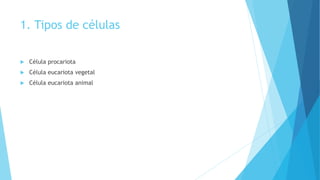 1. Tipos de células
 Célula procariota
 Célula eucariota vegetal
 Célula eucariota animal
 
