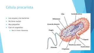Célula procariota
 Los arquea y los bacterias
 No tiene nucleo
 Muy pequeñas
 Casi sin organelos:
 Pero si tiene ribosomas
 
