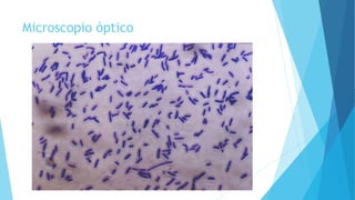 Microscopio óptico
 