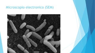 Microscopio electronico (SEM)
 