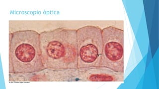 Microscopio óptica
 