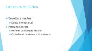 Estructura de núcleo
 Envoltura nuclear
Doble membrana!
 Poros nucleares:
 Perforan la envoltura nuclear
 Controlan el movimiento de sustancias
 