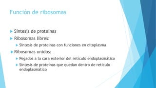 Función de ribosomas
 Síntesis de proteinas
 Ribosomas libres:
 Síntesis de proteinas con funciones en citoplasma
Ribosomas unidos:
 Pegados a la cara exterior del retículo endoplasmático
 Síntesis de proteínas que quedan dentro de reticulo
endoplasmático
 