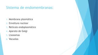 Sistema de endomembranas:
1. Membrana plasmática
2. Envoltura nuclear
3. Retículo endoplasmático
4. Aparato de Golgi
5. Lisosomas
6. Vacuolas
 