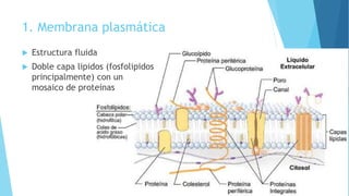 1. Membrana plasmática
 Estructura fluida
 Doble capa lipidos (fosfolipidos
principalmente) con un
mosaico de proteínas
 
