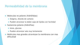 Permeabilidad de la membrana
 Moleculas no polares (hidrófobas)
 Oxígeno, dioxido de carbono
 Pueden atravezar la doble capa de lípidos con facilidad
 Sustancias polares (hidrofilas)
 Ionos, glucosa
 Pueden atravezar solo muy lentamente
 Moléculas mas grandes atraviezan la membrana con mas
dificultad
 