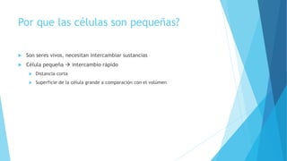 Por que las células son pequeñas?
 Son seres vivos, necesitan intercambiar sustancias
 Célula pequeña  intercambio rápido
 Distancia corta
 Superficie de la célula grande a comparación con el volúmen
 