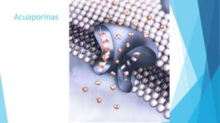 Acuaporinas
 