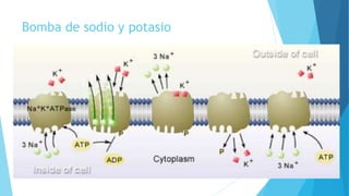 Bomba de sodio y potasio
 