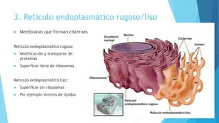 3. Reticulo endoplasmático rugoso/liso
 Membranas que forman cisternas
Retículo endoplasmático rugoso:
 Modificación y transporte de
proteínas
 Superficie llena de ribosomas
Retículo endoplasmático liso:
 Superficie sin ribosomas
 Por ejemplo síntesis de lípidos
 