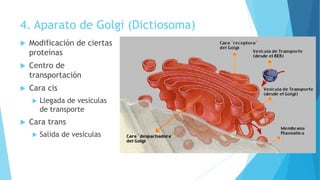 4. Aparato de Golgi (Dictiosoma)
 Modificación de ciertas
proteínas
 Centro de
transportación
 Cara cis
 Llegada de vesículas
de transporte
 Cara trans
 Salida de vesículas
 