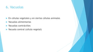 6. Vacuolas
 En células vegetales y en siertas células animales
 Vacuolas alimentarias
 Vacuolas contráctiles
 Vacuola central (célula vegetal)
 