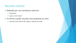 Vacuola central
 Rodeado por una membrana selectiva
 Tonoplasto
 Jugo o savia celular
 Se forma cuando vacuolas mas pequeñas se unen
 Vacuolas derivadas de RE rugoso y aparato de Golgi
 