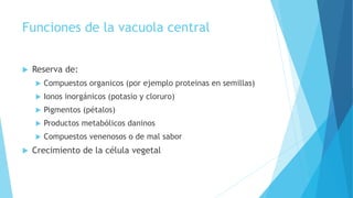 Funciones de la vacuola central
 Reserva de:
 Compuestos organicos (por ejemplo proteinas en semillas)
 Ionos inorgánicos (potasio y cloruro)
 Pigmentos (pétalos)
 Productos metabólicos daninos
 Compuestos venenosos o de mal sabor
 Crecimiento de la célula vegetal
 
