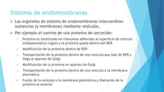 Sistema de endomembranas
 Los organelos de sistema de endomembranas intercambian
sustancias (y membranas) mediante vesículas.
 Por ejemplo el camino de una proteína de secreción:
1. Proteína es sintetizado en ribosomas adheridos al superficie de retículo
endoplasmático rugoso y la proteína queda dentro del RER
2. Modificación de la proteína dentro de RER
3. Transportación de la proteína dentro de una vesícula que sale de RER y
llega al aparato de Golgi
4. Modificación de la proteína en aparato de Golgi
5. Transportación de la proteína dentro de una vesícula a la membrana
plasmática
6. Fusión de la vesícula a la membrana plasmática y liberación de la
proteína al exterior
 
