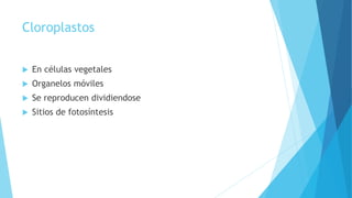 Cloroplastos
 En células vegetales
 Organelos móviles
 Se reproducen dividiendose
 Sitios de fotosíntesis
 