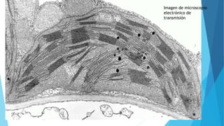 Imagen de microscopio
electrónico de
transmisión
 