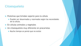 Citoesqueleto
 Proteínas que brindan soporte para la célula
 Pueden ser desarmados y rearmados según las necesidades
de la célula.
 En células animales y vegetales
 Un citoesqueleto muy diferente en procariotas
 Mucho tiempo se pensó que no existe
 