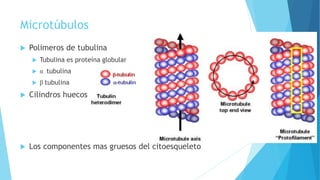Microtúbulos
 Polimeros de tubulina
 Tubulina es proteína globular
 α tubulina
 β tubulina
 Cilindros huecos
 Los componentes mas gruesos del citoesqueleto
 