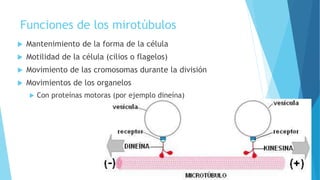 Funciones de los mirotúbulos
 Mantenimiento de la forma de la célula
 Motilidad de la célula (cilios o flagelos)
 Movimiento de las cromosomas durante la división
 Movimientos de los organelos
 Con proteínas motoras (por ejemplo dineína)
 
