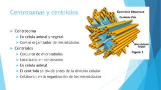 Centrosomas y centríolos
 Centrosoma
 En célula animal y vegetal
 Centro organizador de microtúbulos
 Centríolos
 Conjunto de microtubulos
 Localizado en centrosoma
 En célula animal
 El centriolo se divide antes de la divición celular
 Colaboran en la organización de los microtúbulos
 