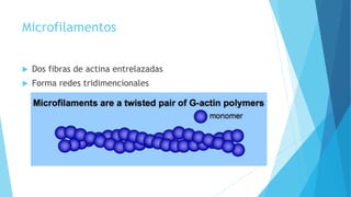 Microfilamentos
 Dos fibras de actina entrelazadas
 Forma redes tridimencionales
 