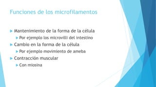 Funciones de los microfilamentos
 Mantenimiento de la forma de la célula
 Por ejemplo los microvilli del intestino
 Cambio en la forma de la célula
 Por ejemplo movimiento de ameba
 Contracción muscular
 Con miosina
 