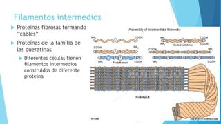 Filamentos intermedios
 Proteínas fibrosas formando
”cables”
 Proteínas de la família de
las queratinas
 Diferentes células tienen
filamentos intermedios
construidos de diferente
proteína
 