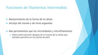 Funciones de filamentos intermedios
 Mantenimiento de la forma de la célula
 Anclaje del núcleo y de otros organelos
 Mas permanentes que los microtúbulos y microfilamentos
 Hasta suelen persistir despues de la muerte de la célula (por
ejemplo queratina en las células de piel)
 