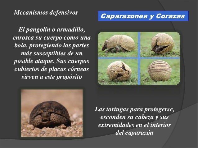 Biología 4to año significado de la vida - mecanismos de defensa en