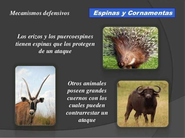 Biología 4to año significado de la vida - mecanismos de defensa en