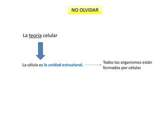 NO OLVIDAR La teoría celularTodos los organismos están formados por célulasLa célula es la unidad estructural.