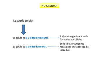 NO OLVIDAR La teoría celularTodos los organismos están formados por célulasLa célula es la unidad estructural.En la célula ocurren las reacciones  metabólicas  del individuo.La célula es la unidad funcional.