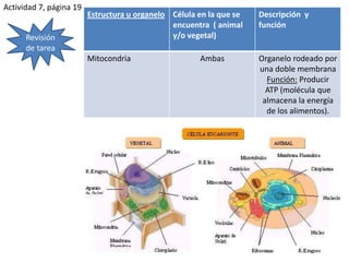 Actividad 7, página 19Revisión de tarea 