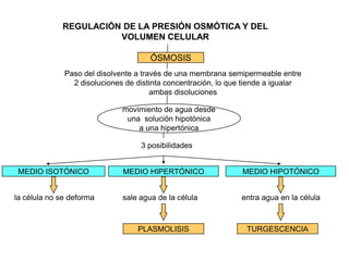 REGULACIÓN DE LA PRESIÓN OSMÓTICA Y DEL
                       VOLUMEN CELULAR

                                      ÓSMOSIS
              Paso del disolvente a través de una membrana semipermeable entre
                2 disoluciones de distinta concentración, lo que tiende a igualar
                                       ambas disoluciones

                              movimiento de agua desde
                               una solución hipotónica
                                  a una hipertónica

                                   3 posibilidades


 MEDIO ISOTÓNICO              MEDIO HIPERTÓNICO                 MEDIO HIPOTÓNICO


la célula no se deforma       sale agua de la célula            entra agua en la célula



                                  PLASMOLISIS                    TURGESCENCIA
 