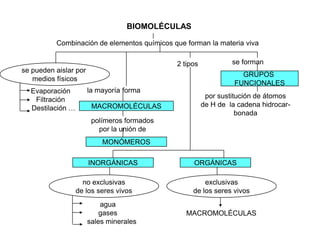 BIOMOLÉCULAS

          Combinación de elementos químicos que forman la materia viva

                                             2 tipos            se forman
se pueden aislar por
                                                                   GRUPOS
   medios físicos
                                                                 FUNCIONALES
  Evaporación          la mayoría forma
                                                        por sustitución de átomos
   Filtración
                        MACROMOLÉCULAS                 de H de la cadena hidrocar-
  Destilación …
                                                                  bonada
                        polímeros formados
                          por la unión de
                           MONÓMEROS

                       INORGÁNICAS                ORGÁNICAS

                    no exclusivas                     exclusivas
                  de los seres vivos              de los seres vivos
                           agua
                           gases                MACROMOLÉCULAS
                       sales minerales
 