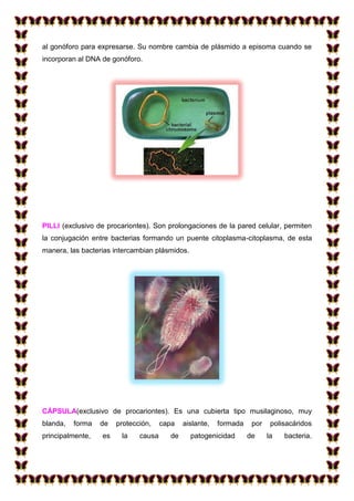 al gonóforo para expresarse. Su nombre cambia de plásmido a episoma cuando se
incorporan al DNA de gonóforo.

PILLI (exclusivo de procariontes). Son prolongaciones de la pared celular, permiten
la conjugación entre bacterias formando un puente citoplasma-citoplasma, de esta
manera, las bacterias intercambian plásmidos.

CÁPSULA(exclusivo de procariontes). Es una cubierta tipo musilaginoso, muy
blanda,

forma

de

principalmente,

es

protección,
la

causa

capa
de

aislante,

formada

patogenicidad

por
de

polisacáridos
la

bacteria.

 