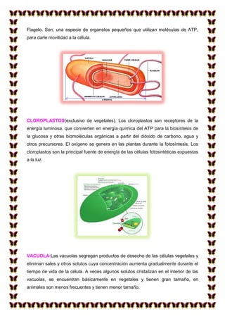 Flagelo. Son, una especie de organelos pequeños que utilizan moléculas de ATP,
para darle movilidad a la célula.

CLOROPLASTOS(exclusivo de vegetales). Los cloroplastos son receptores de la
energía luminosa, que convierten en energía química del ATP para la biosíntesis de
la glucosa y otras biomoléculas orgánicas a partir del dióxido de carbono, agua y
otros precursores. El oxígeno se genera en las plantas durante la fotosíntesis. Los
cloroplastos son la principal fuente de energía de las células fotosintéticas expuestas
a la luz.

VACUOLA:Las vacuolas segregan productos de desecho de las células vegetales y
eliminan sales y otros solutos cuya concentración aumenta gradualmente durante el
tiempo de vida de la célula. A veces algunos solutos cristalizan en el interior de las
vacuolas, se encuentran básicamente en vegetales y tienen gran tamaño, en
animales son menos frecuentes y tienen menor tamaño.

 